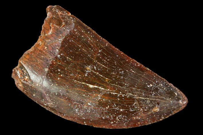 Serrated, Carcharodontosaurus Tooth - Real Dinosaur Tooth #107634